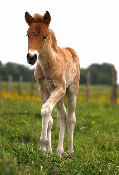 Gina von Heidmoor (9).jpg